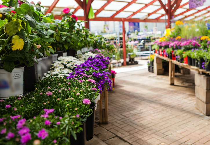 Garden Centres in England can reopen from Wednesday